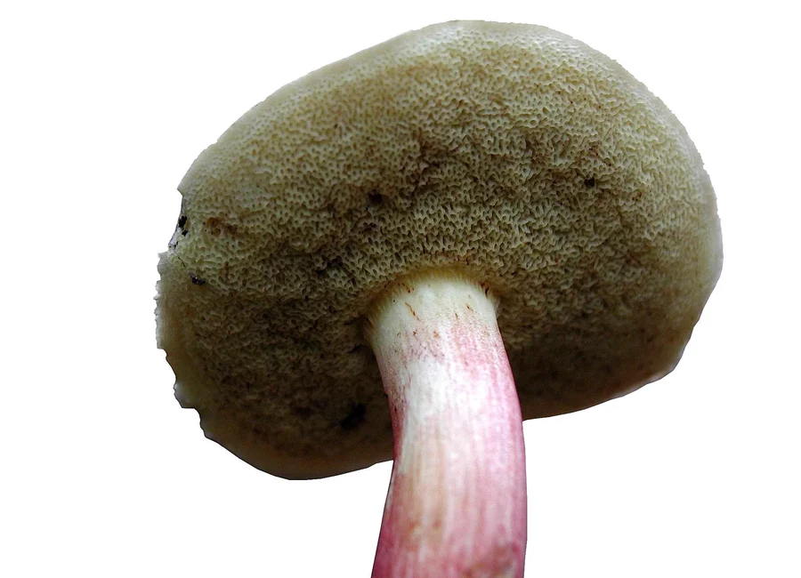 菇類